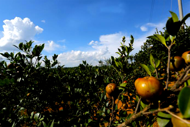 商標注冊怎么查詢?商標注冊查詢官網是什么?