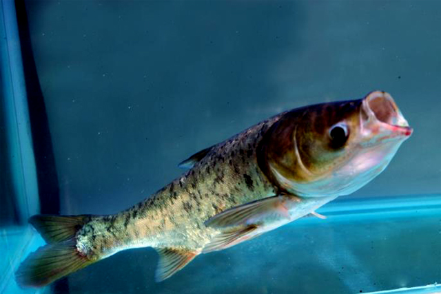 注冊商標在哪里辦，申請商標不去北京可以嗎?